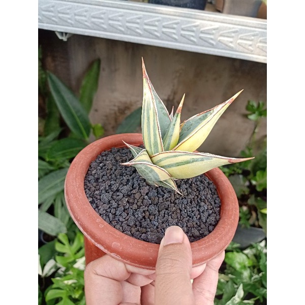 sansevieria pinguicula variegata