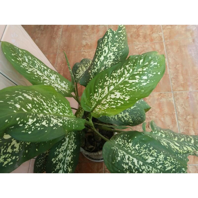 aglonema beras tumpah/snow white