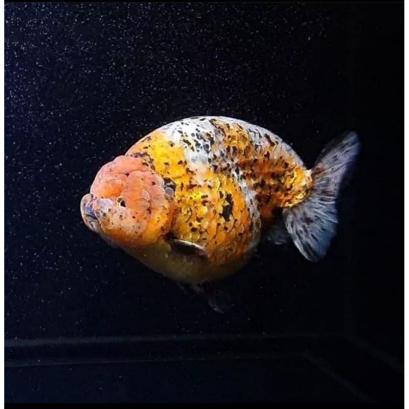 Jual Ikan Hias Mas Koki Ranchu Calico Shopee Indonesia