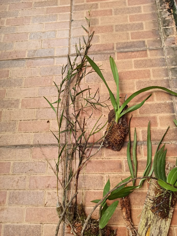 Anggrek Dendro Linearifolium