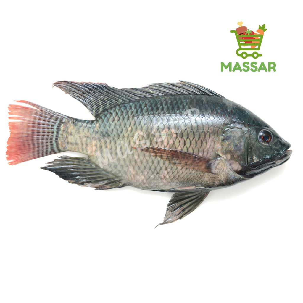 

IKAN MUJAIR SEGAR 500gr