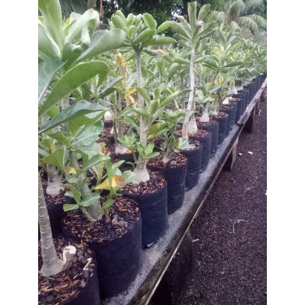 adenium bahan grafting,