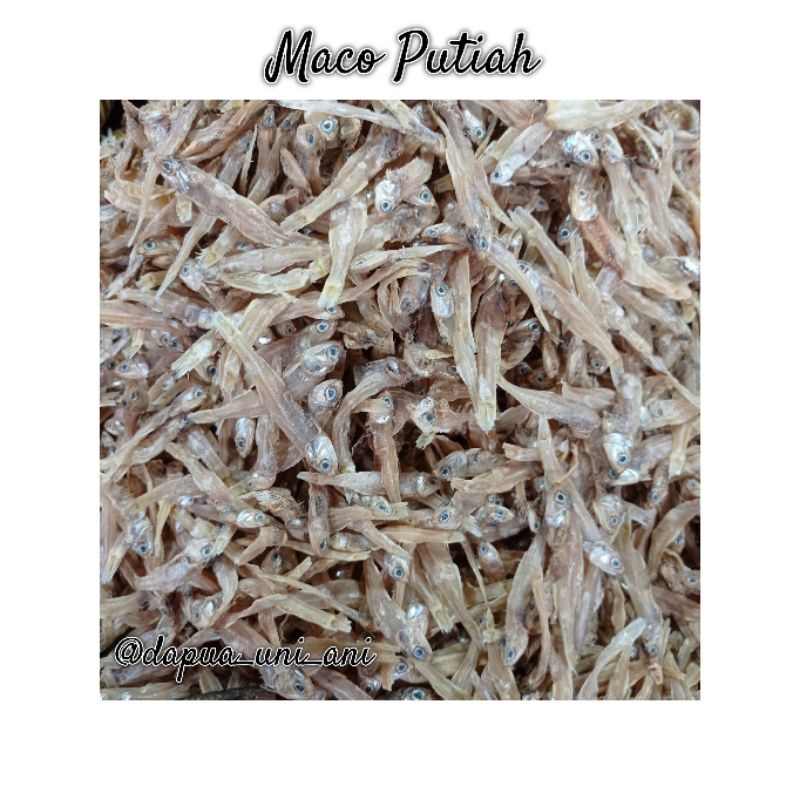 

MACO PUTIAH / PUTIH