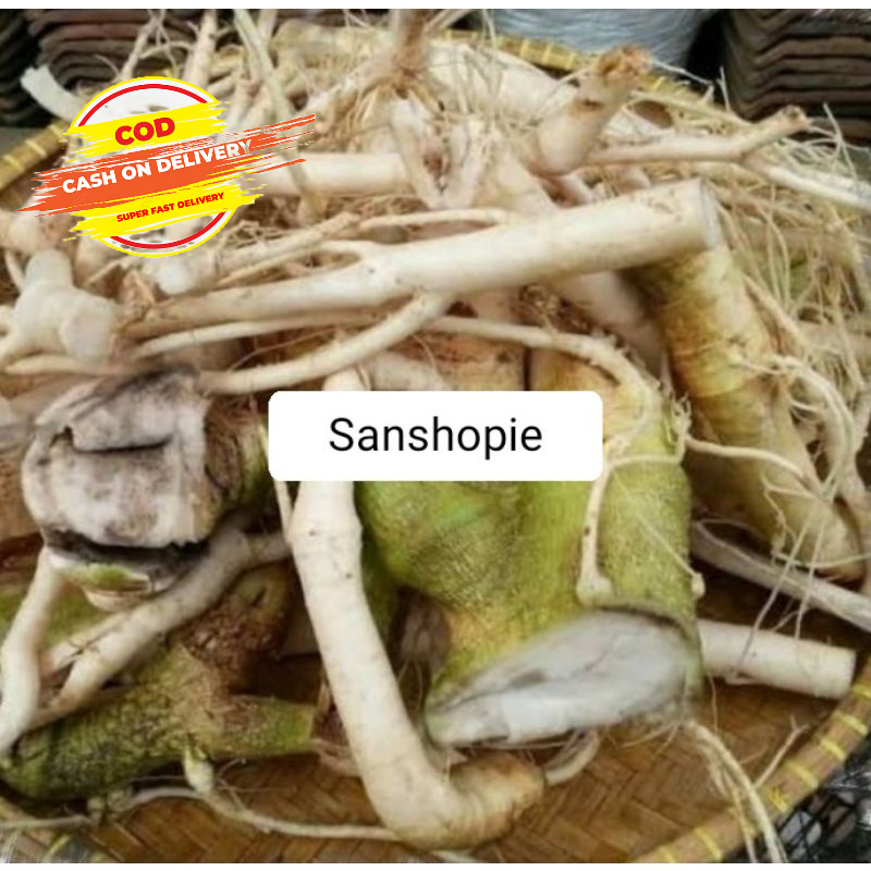 

Akar Pohon Pepaya Jantan Segar 1 kg
