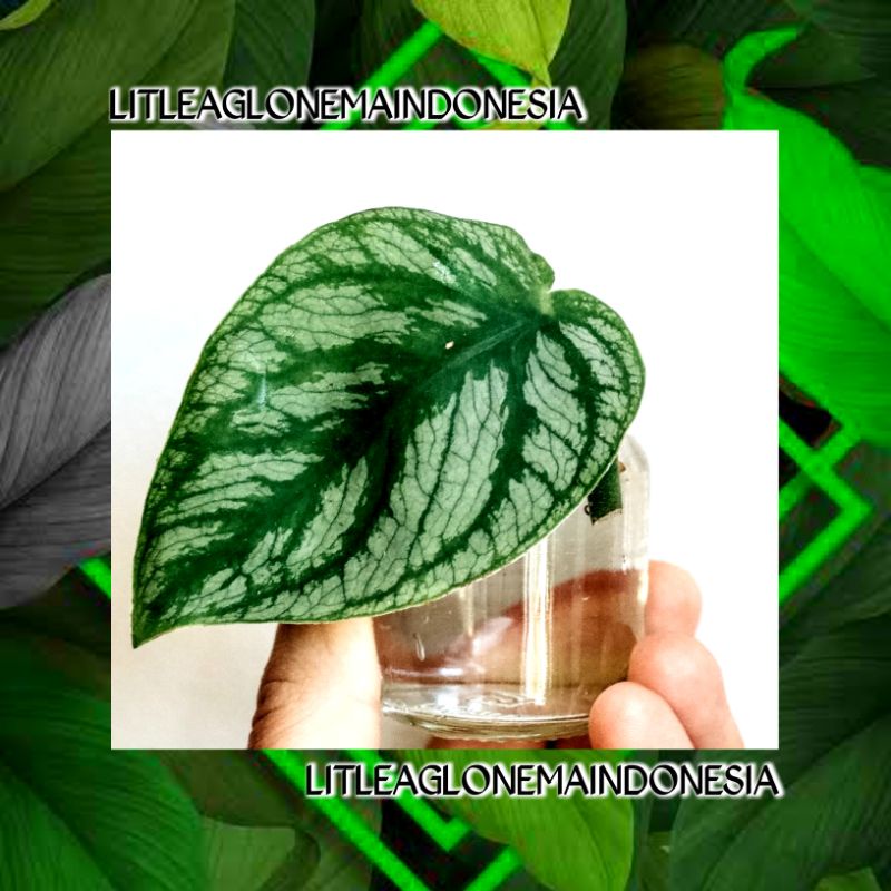 monstera dubia Bibit/Bonggol Tanaman Hias