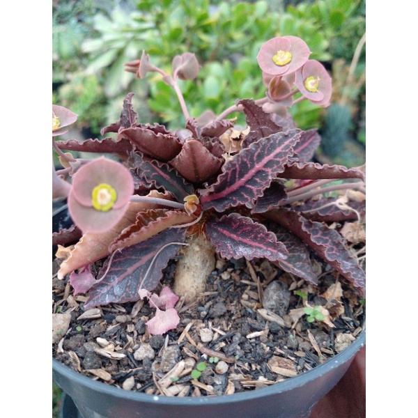 Euphorbia Francoisii Red Hybrid