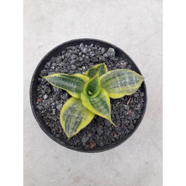 Sansevieria Cardova varigata