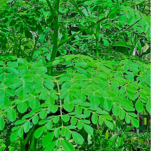 

Daun kelor/meranggai ( moringa oleifera ) 500gr