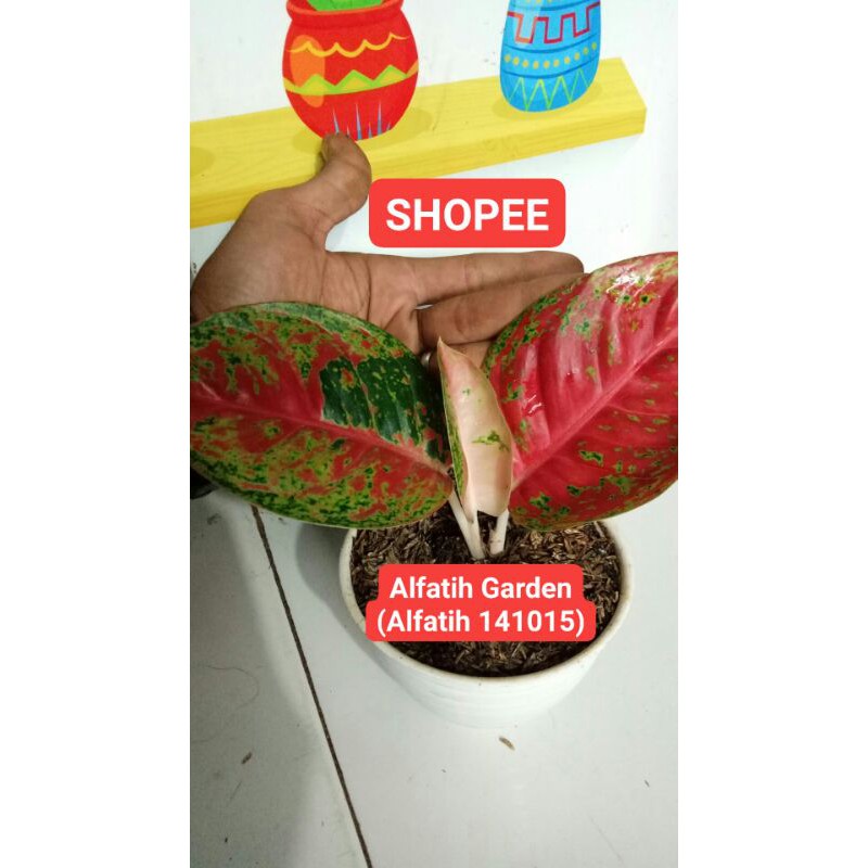 PROMO // Aglonema Wulandari Full Karakter-Tanaman hias aglonema wulandari-Aglonema wulandari PROMO