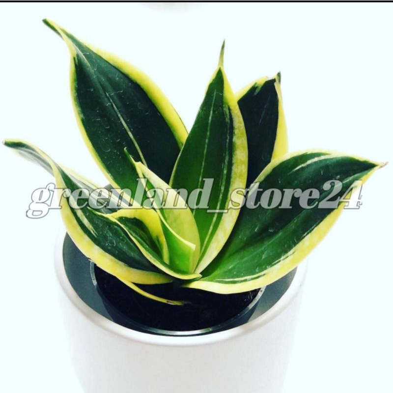 Sansevieria pagoda mini - sansevieria mini - sansevieria kodok-kodokan - sansevieria