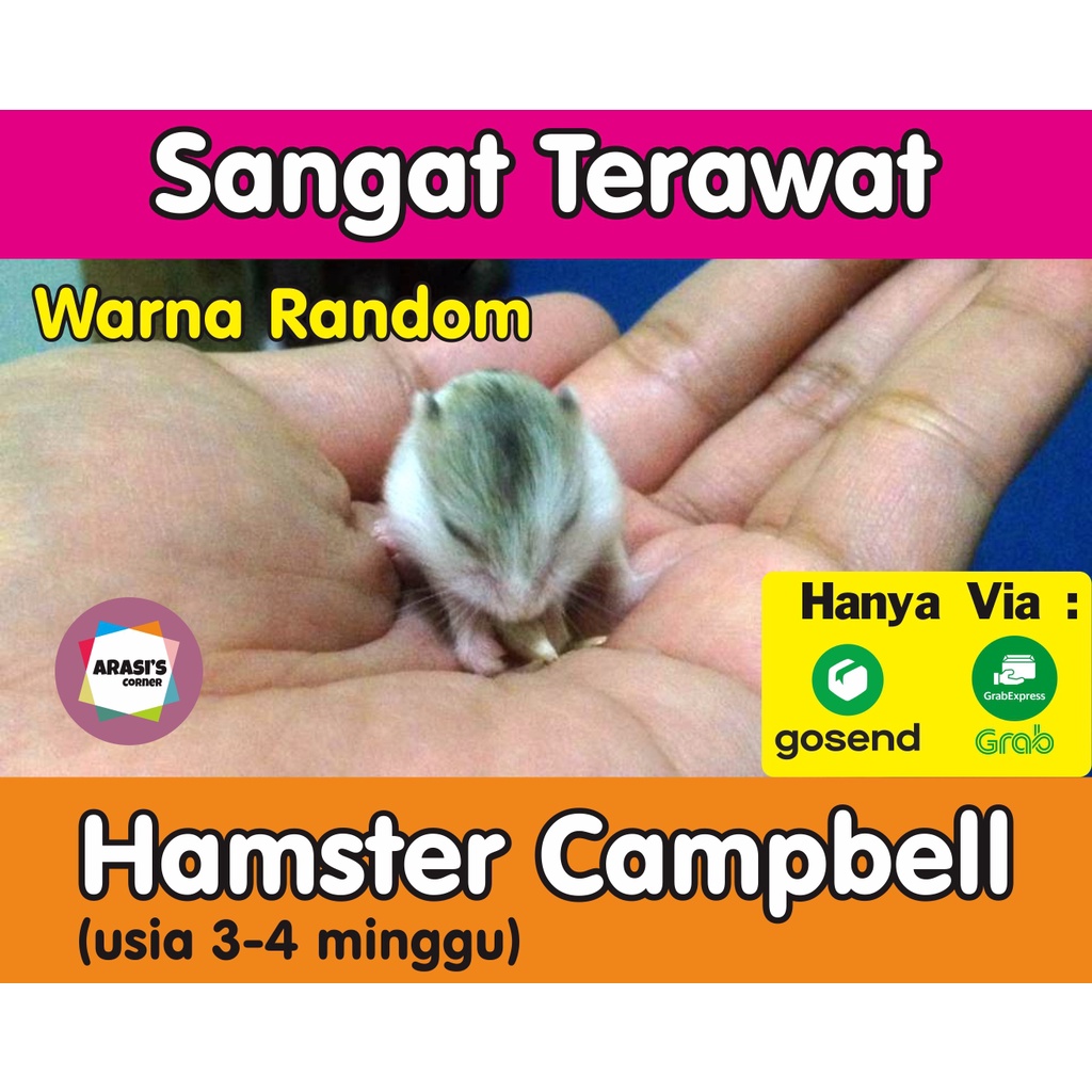 Hamster Semarang / Hamster Campbell Semarang Gojek Grab Only