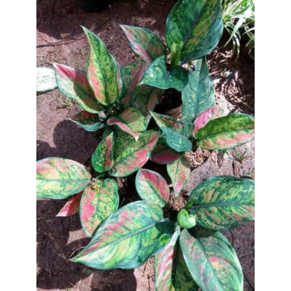 aglonema heng heng//tanaman hias aglonema heng heng