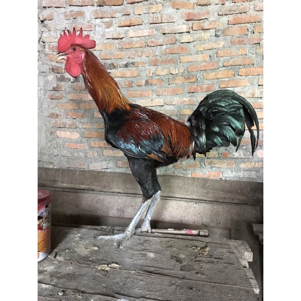 ayam pelung jantan postur tinggi