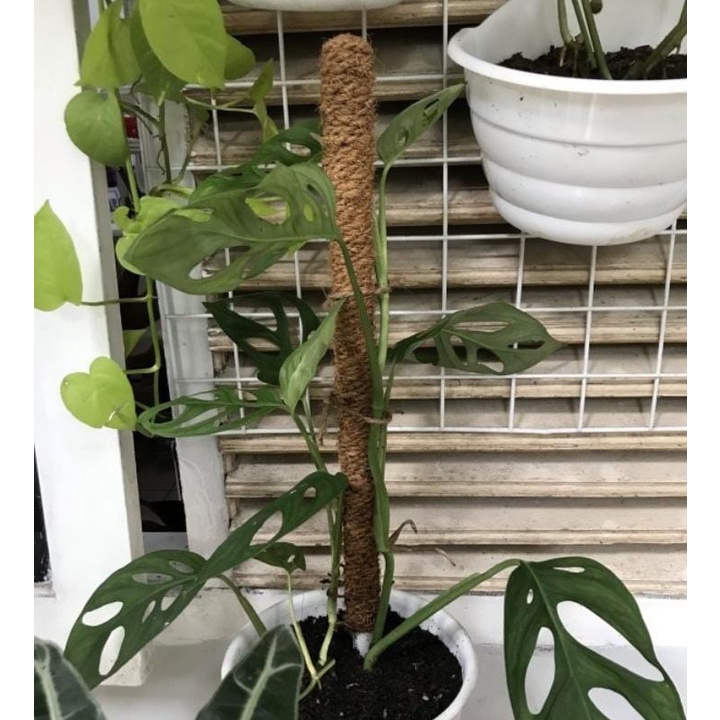 TURUSAN RAMBATAN TANAMAN SIRIH GADING 60CM / TURUS PARALON TALI SABUT