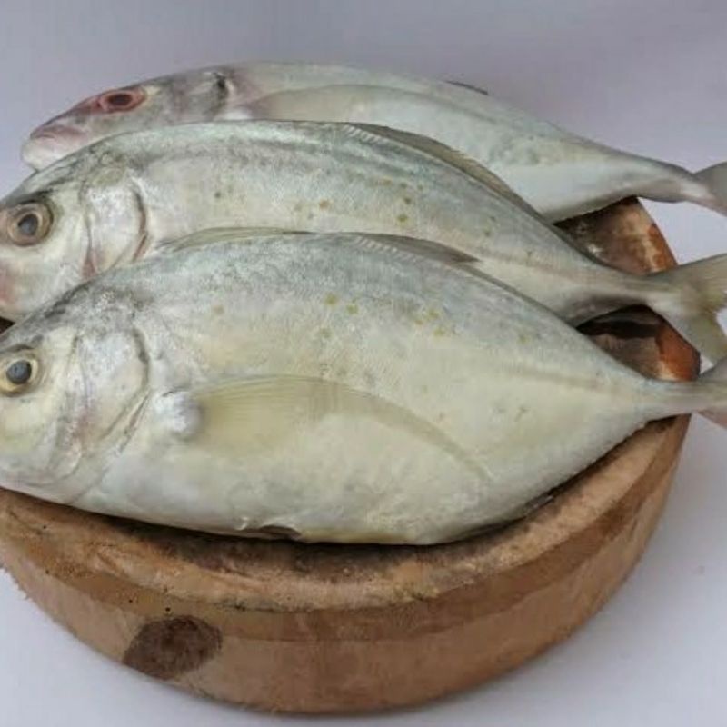 

Ikan kue segar