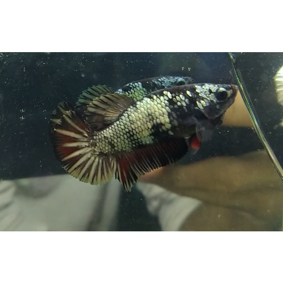 CUPANG FEMALE BAHANAN AVCG COOPER GOLD DARI INDUKAN TOP GRADE FULL TELUR (100% REAL PICT/ SESUAI FOT