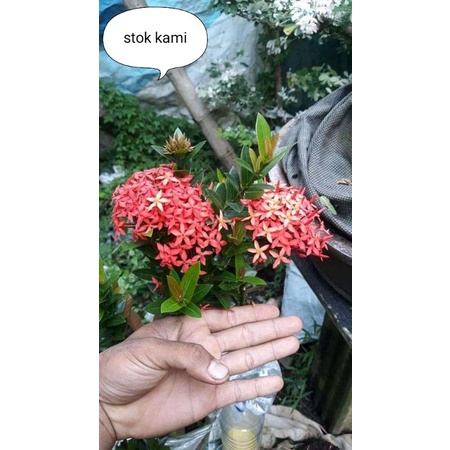 asoka mikro bahan bonsai warna merah