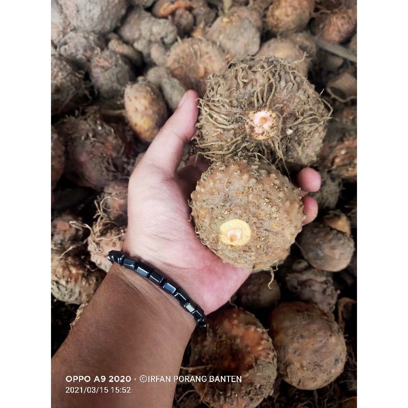 

bibot porang umbi super kemasan 1 kg