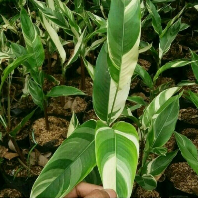 Tanaman Hias Heliconia Varigata - Pohon Pisang-pisangan Varigata