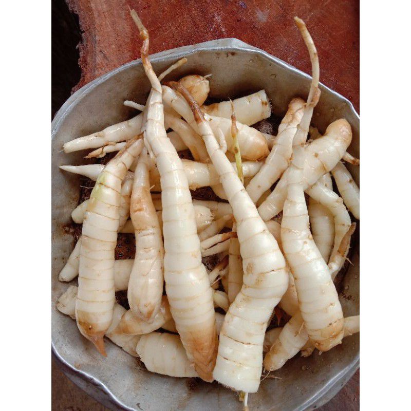 

UMBI GARUT 100 GRAM Tarigu lokal