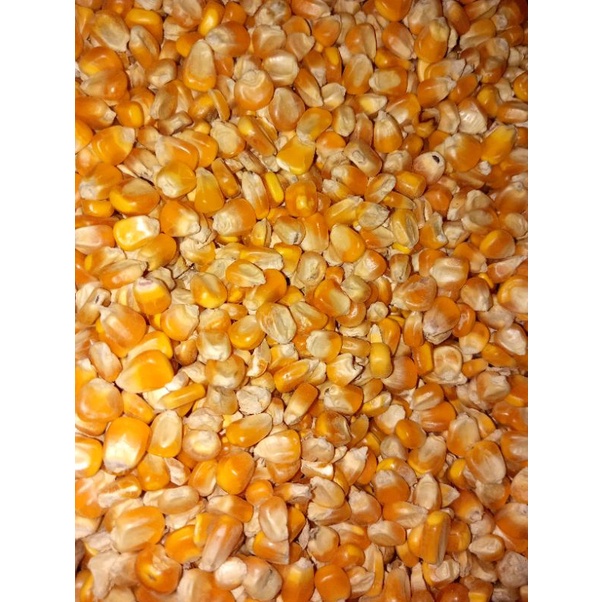 

Jagung Kering besar 500gr