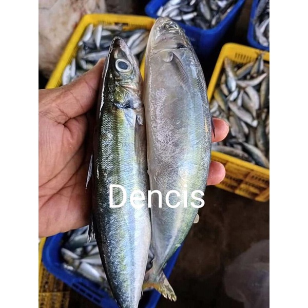 

ikan sarden