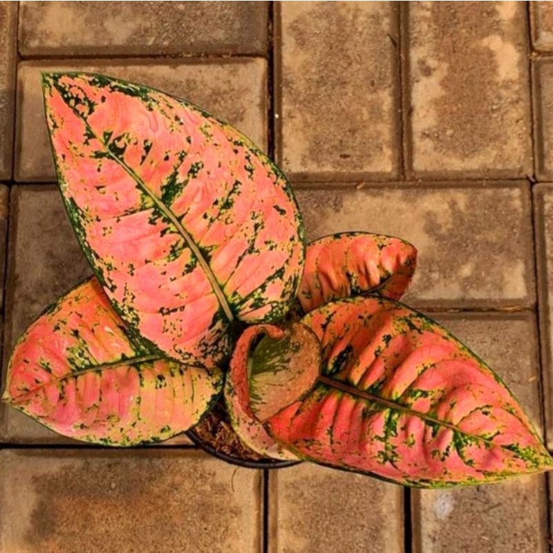 Aglonema Ruby Fanta / bibit bunga / bunga hidup / tanaman / tanaman bunga / bunga hiasan /bunga aglo