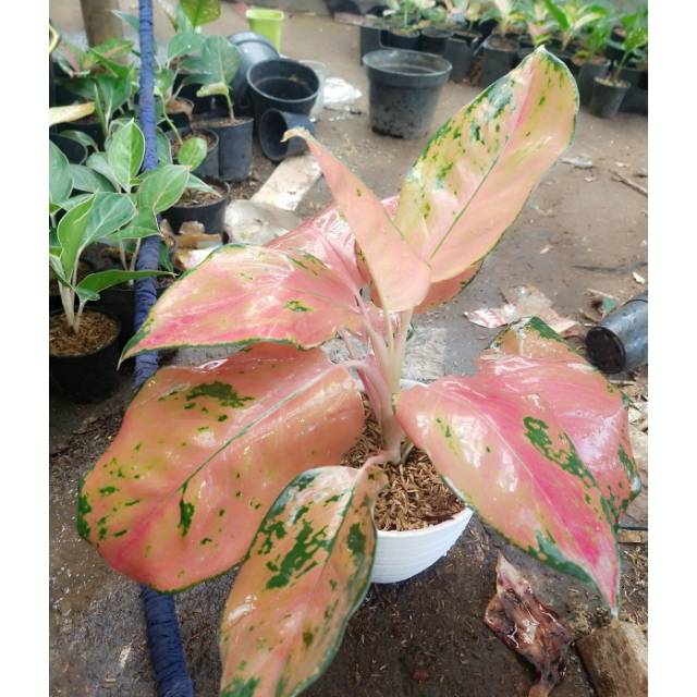 Aglaonema Kocin tembaga