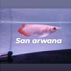 ikan arwana super red arwana