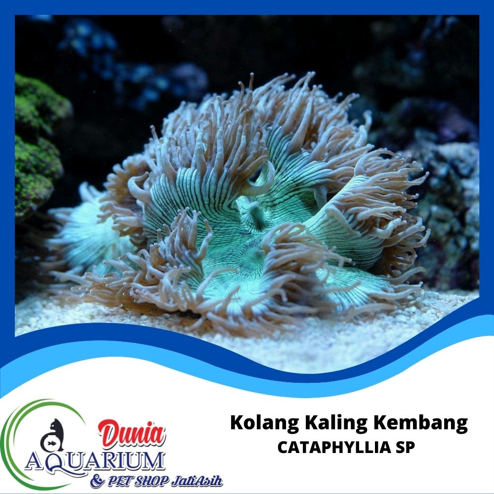 Kolang Kaling Kembang LPS Koral Coral Aquarium Laut