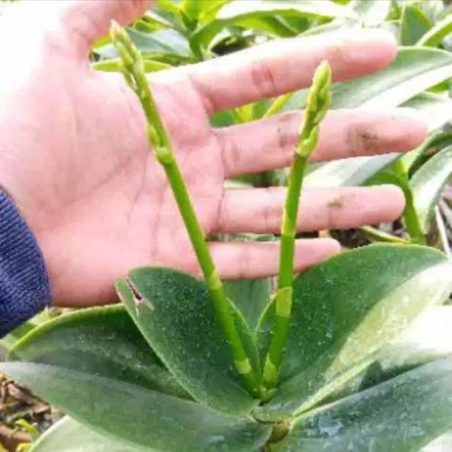 anggrek dendrobium dewasa / - Hijau