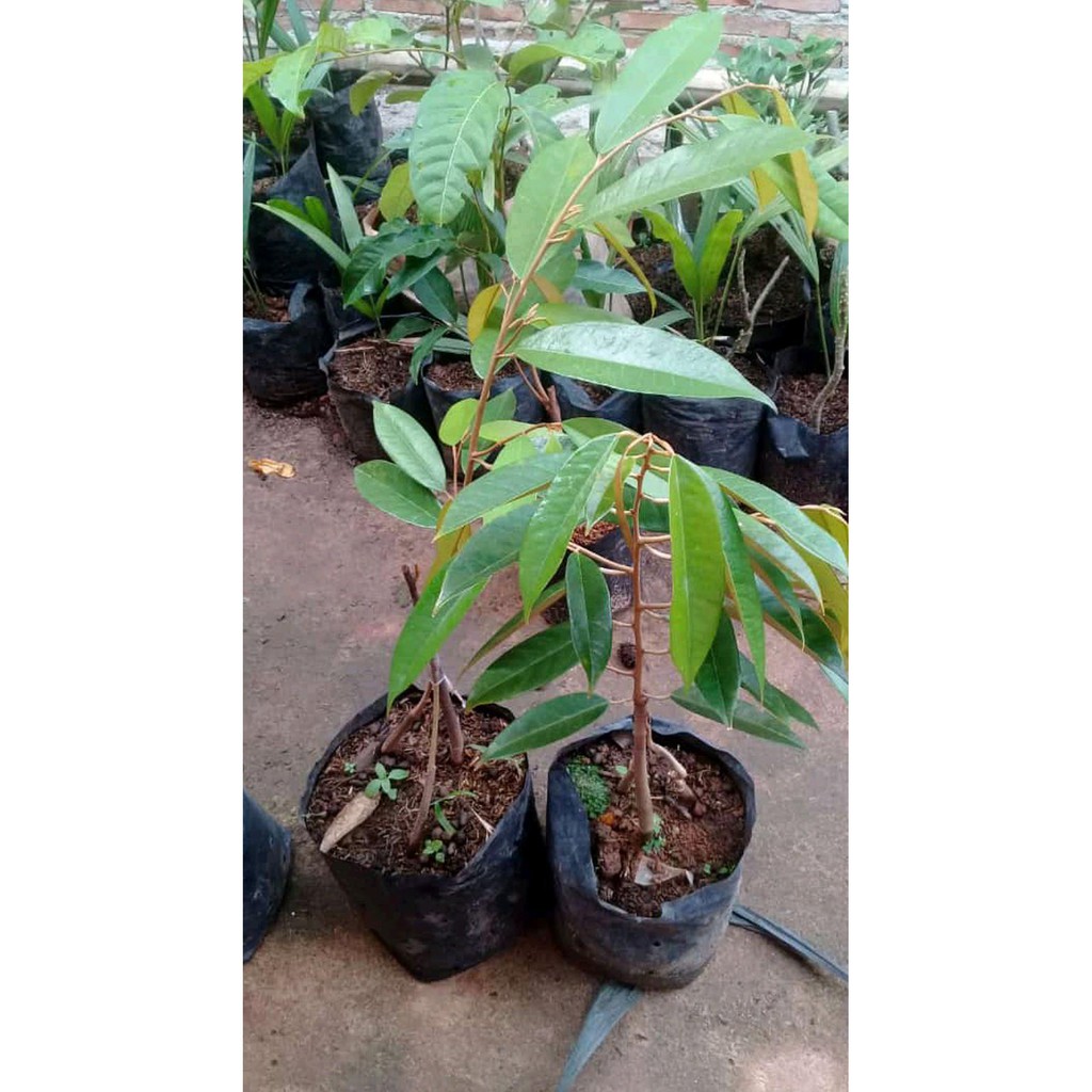 Grosir Bibit Buah Durian Tembaga Super Kaki 3 #_#