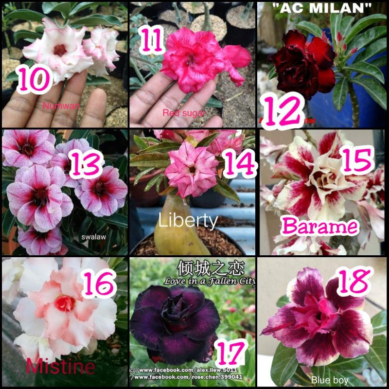 bibit kamboja tumpuk (Adenium tumpuk)