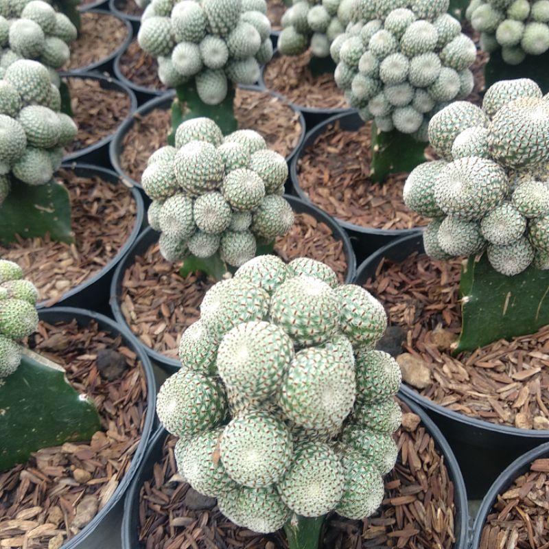 Rebutia Heliosa Cluster Grafting | Kaktus/Haworthia/Sukulen