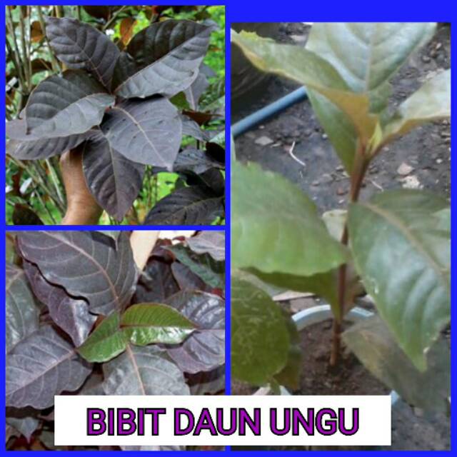 BIBIT DAUN UNGU