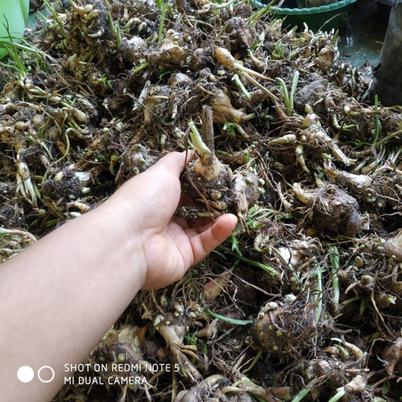 ID UMB BIBIT BUNGA SEDAP MALAM SUPER