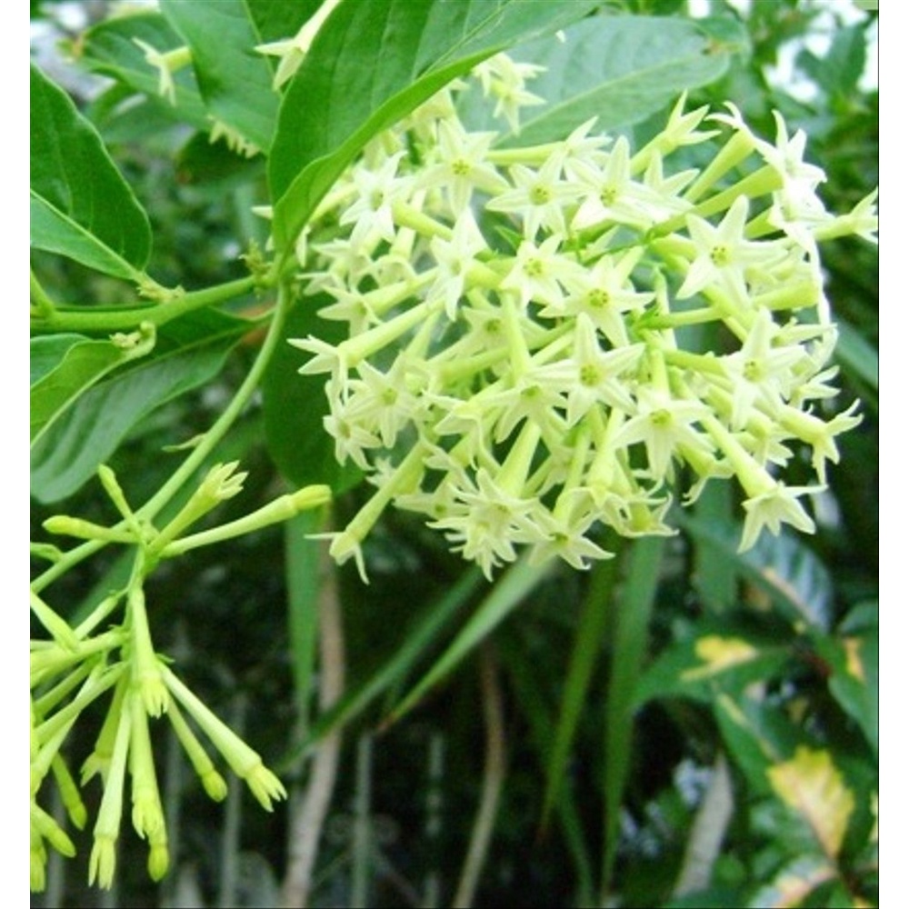 Bibit Tanaman Bunga Arumdalu / Night Blooming Jasmine