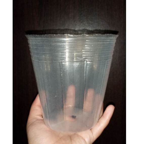 Pot Transparan Bening Dewasa