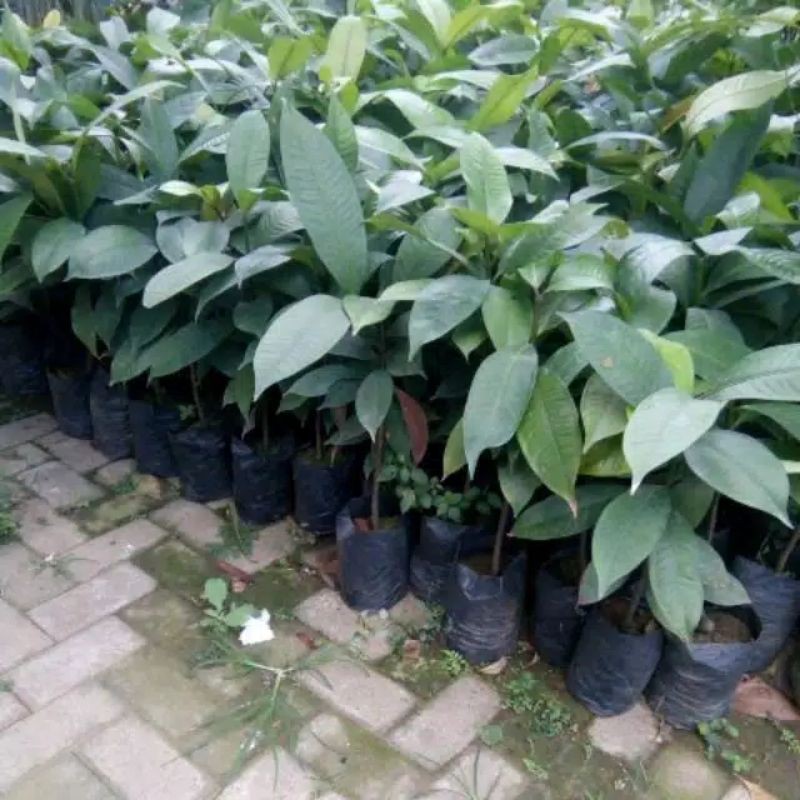 BIBIT MANGGIS DARI BIJI