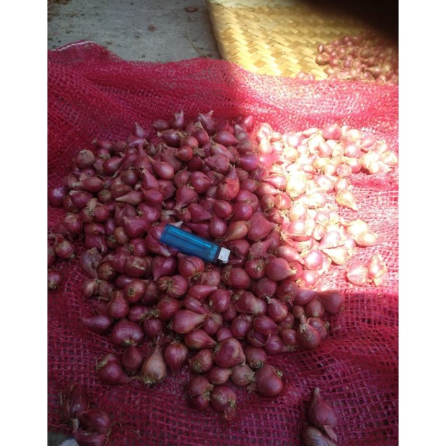 BAWANG MERAH SUPER BREBES BESAR MURAH