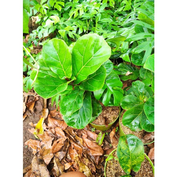 Pohon indor ketapang biola cantik duan mini