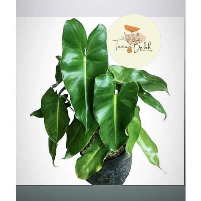 tanaman hias philodendron burle marx brekela