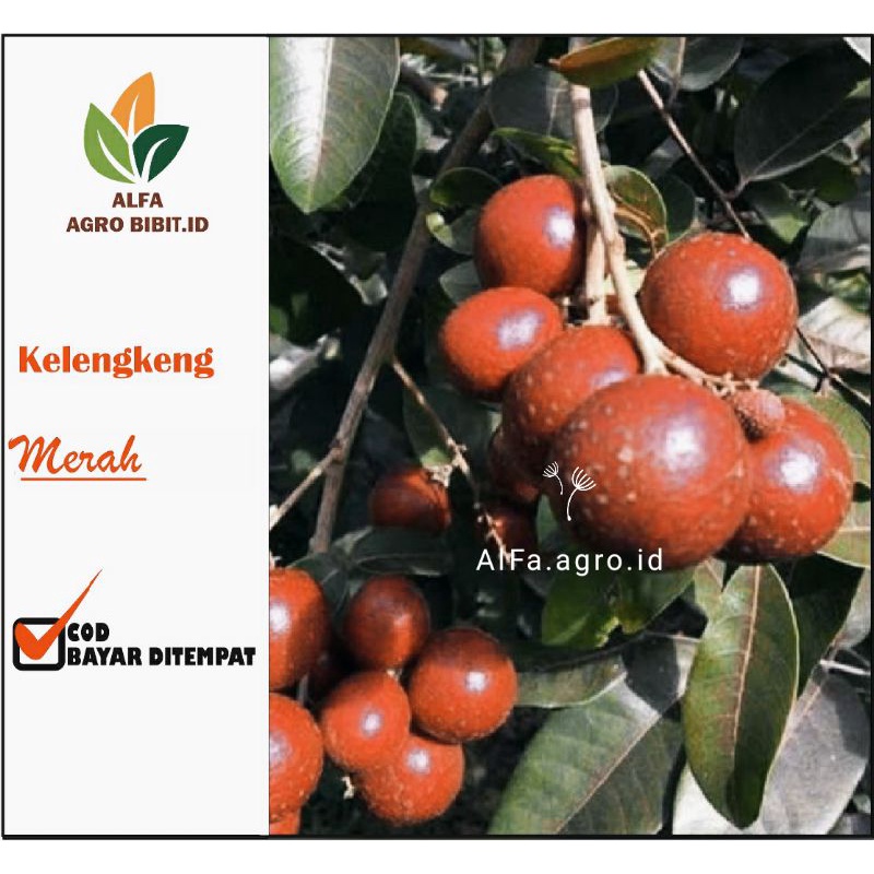 Bibit kelengkeng merah siap berbuah