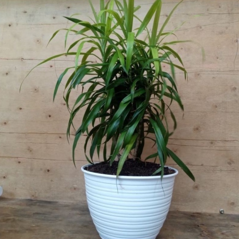 ( BISA COD ) Pohon Suji Pewarna Alami / Tanaman Hias Indoor Pohon Suji Tinggi & Rimbun