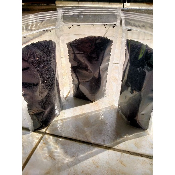 

Biji Habbatusada| Biji Jinten hitam 100gr kwalitas Premium