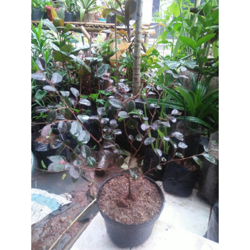 Bibit tanaman Serut Merah