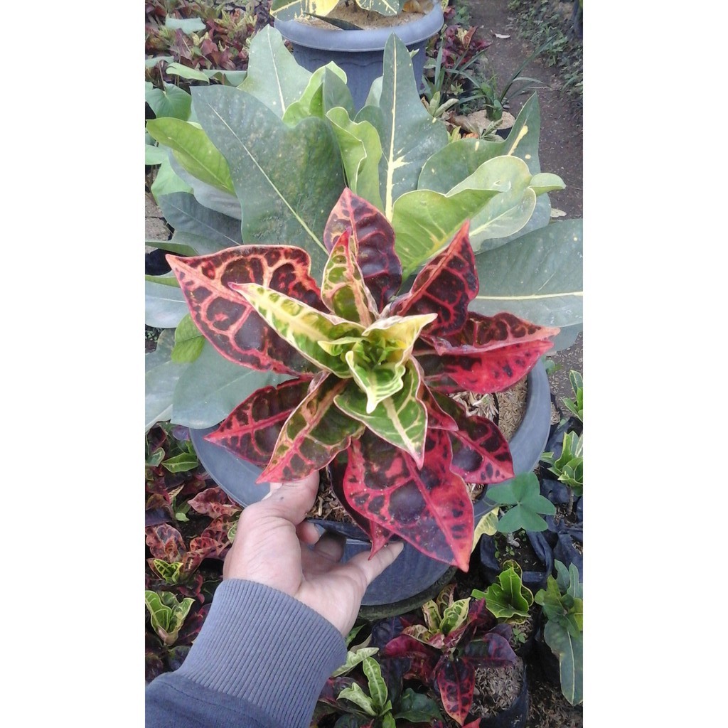 CROTTON TURTLE RED / PURING KURA KURA MERAH