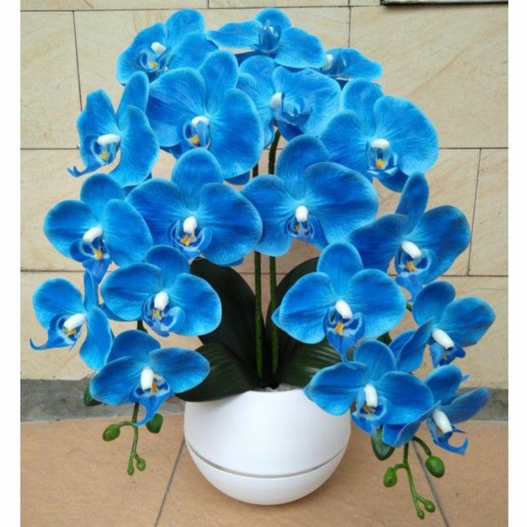 Bibit Benih Biji Bunga Anggrek Biru - Biji Tanaman Pohon Hias Bunga Anggrek Biru - Anggrek Biru -COD