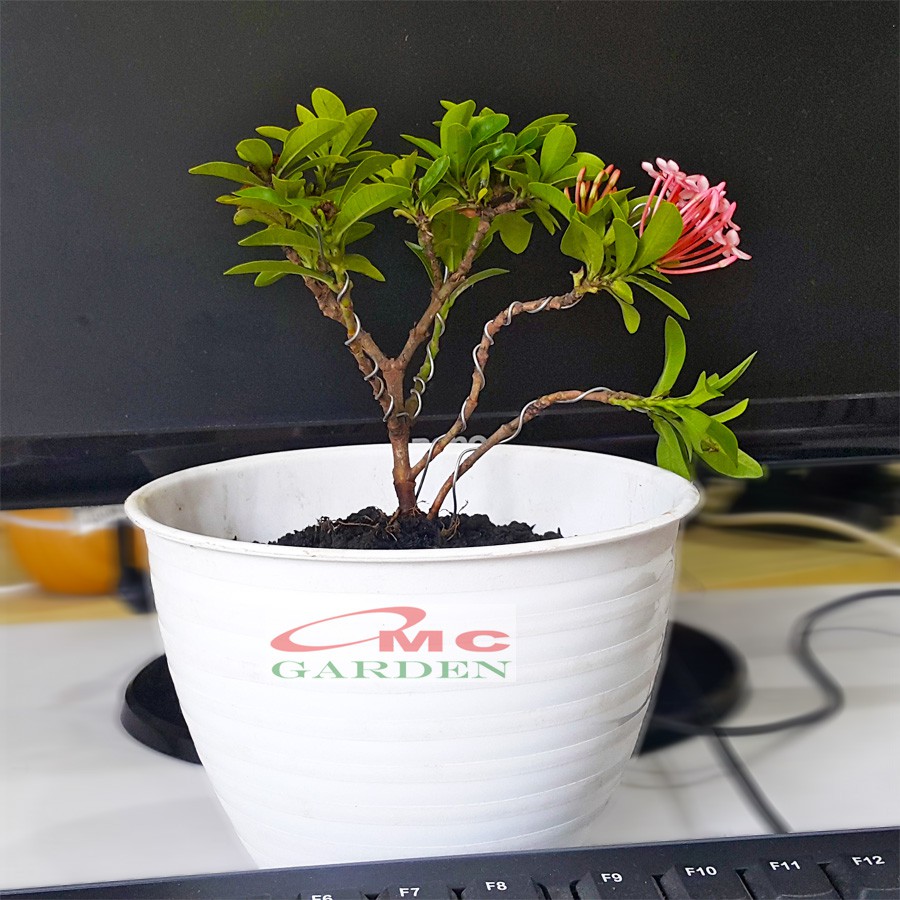 Tanaman Hias Bonsai Mame Soka Mini Asoka Jepang Ixora Pink Jambon Merah Muda B-SMP-003