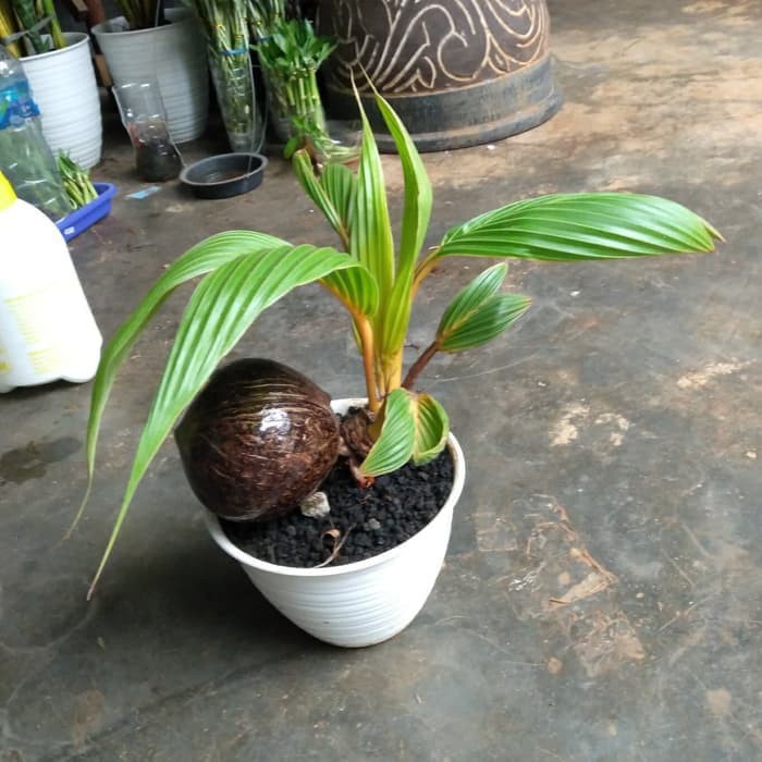 Tanaman bonsai kelapa
